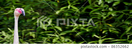 Banner with the long neck, head and curved beak of a flamingo, Phoenicopterus roseus, and blurred green leaves in the background, lots of free space 86352662