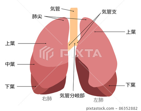 肺(有名字) 肺(有名字) 86352882