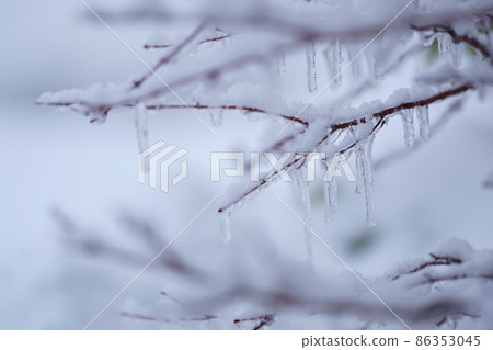 楓樹與冰柱冰下來 86353045