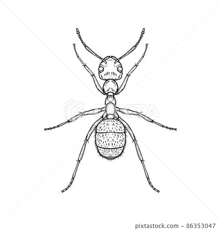 Ant. Vector illustration in graphic style isolated on white background. 86353047