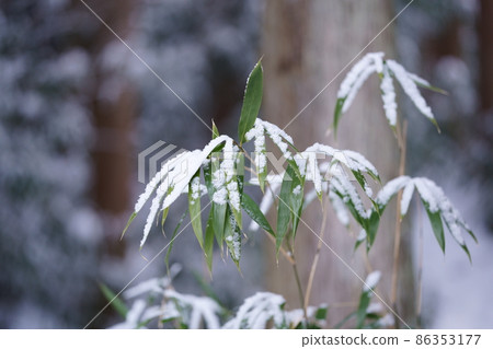 竹葉被雪覆蓋 竹葉上的雪 雪景 86353177