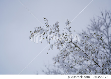 Bamboo leaves covered with snow Snow on bamboo leaves Snow scene 86353178