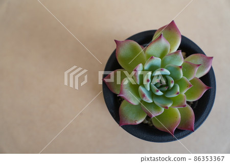 盆栽多肉植物桃太郎 盆栽多肉植物桃太郎 86353367