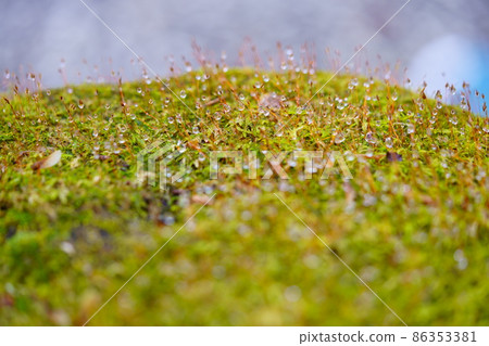 Japanese garden, moss garden with water drops Japanese garden, moss garden with water drops 86353381