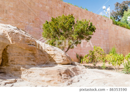 Tree at ruins of the ancient city of Petra in Jordan. 86353590