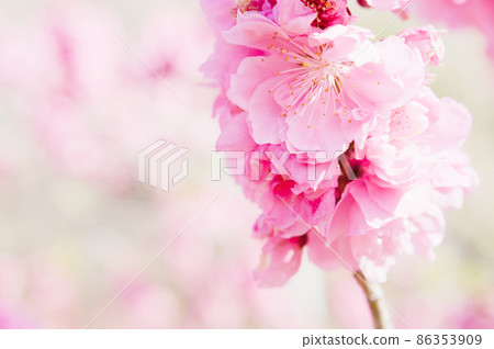 關閉粉紅桃子 86353909