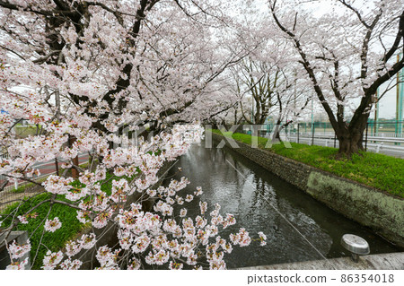 Tamagawa Josui in Spring, Tachikawa City, Tokyo Tamagawa Josui in Spring, Tachikawa City, Tokyo 86354018