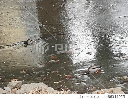 雷鴨 86354055