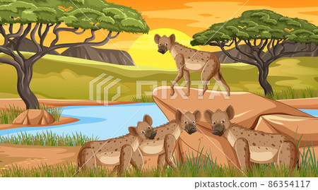 Hyenas in savanna forest at sunset time Hyenas in savanna forest at sunset time 86354117