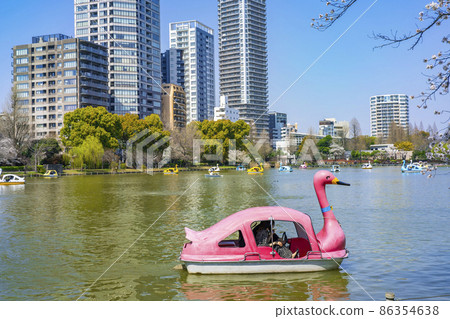 櫻花盛開的上野恩施公園、不忍池的景色、漂浮在水面上的天鵝船(2021年3月) 櫻花盛開的上野恩施公園、不忍池的景色、漂浮在水面上的天鵝船(2021年3月) 86354638