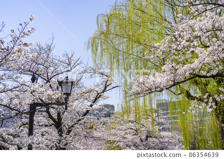櫻花盛開的上野恩賜公園風景(2021年3月) 櫻花盛開的上野恩賜公園風景(2021年3月) 86354639