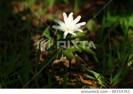 海葵pseudoaltaica 86354761