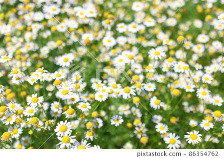 Beautiful blooming medical roman Chamomile flowers Field Beautiful blooming medical roman Chamomile flowers Field 86354762