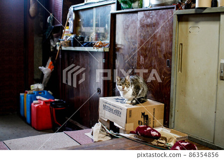 Decluttering of parents' home and long-term care. Local cat uproar 86354856