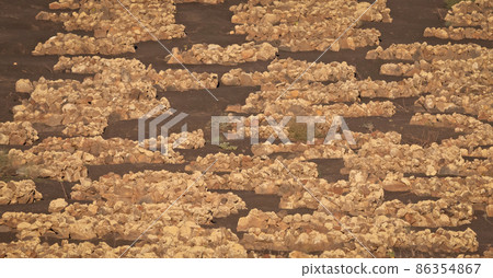 Dusty landscape, the grapevines on Lanzarote island Dusty landscape, the grapevines on Lanzarote island 86354867