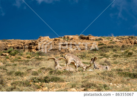 bharal or himalayan blue sheep group or family major prey of snow leopards together basking sun in high himalayas at kibber wildlife sanctuary spiti valley himachal pradesh india - Pseudois nayaur 86355067