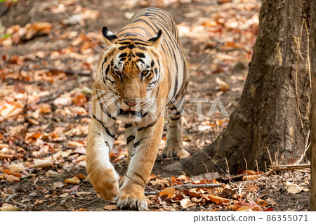 wild royal bengal male tiger head on portrait with eye contact in outdoor wildlife safari at kanha national park or tiger reserve rajasthan india - panthera tigris tigris 86355071