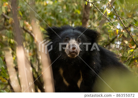 sloth bear or Melursus ursinus portrait in natural green background an aggressive animal from wild during outdoor wildlife safari at forest of central india 86355072