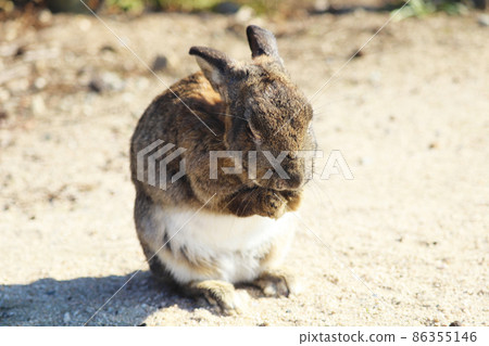 Wild Rabbit (Okunoshima) 86355146