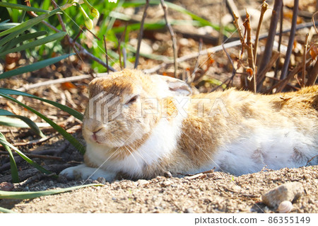 野兔（奧之島） 86355149