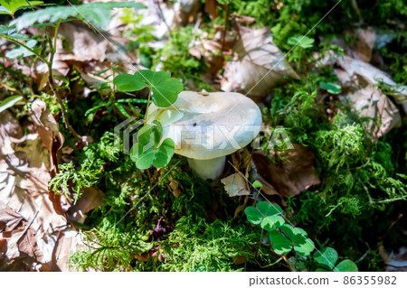 Mushroom closeup view in a forest Mushroom closeup view in a forest 86355982