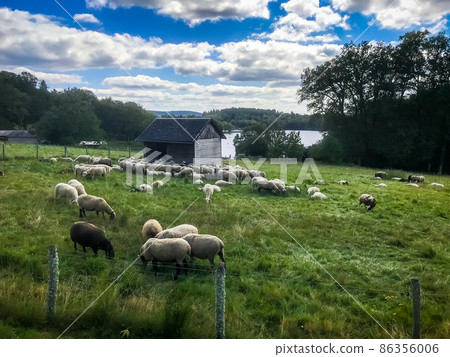 Sheep in a field around the Lake of Vassiviere 86356006