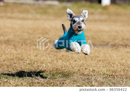 Miniature Schnauzer running well 86356422