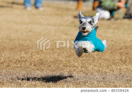 Miniature Schnauzer running well Miniature Schnauzer running well 86356426