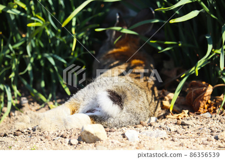 Wild Rabbit (Okunoshima) Wild Rabbit (Okunoshima) 86356539