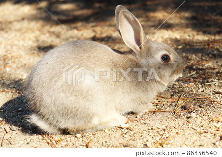 野兔(奧之島) 野兔(奧之島) 86356540