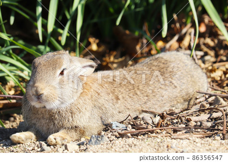 野兔（奧之島） 86356547