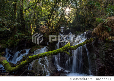 Beautiful scenery of Kikuchi Gorge in the early morning Beautiful scenery of Kikuchi Gorge in the early morning 86356675