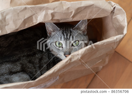 紙袋裡的貓 Sabatra cat 86356706