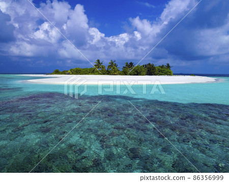 Coral Reef - The Maldives 86356999