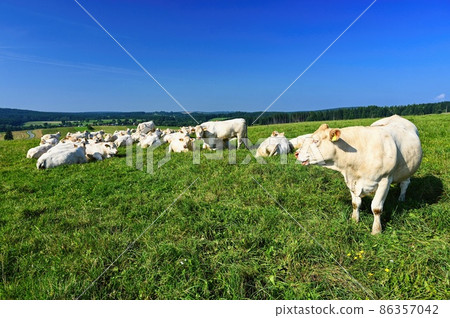 Herd of cows on a green field with blue sky and sun. Colorful nature background with animals. 86357042