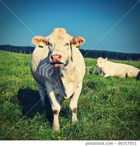 Herd of cows on a green field with blue sky and sun. Colorful nature background with animals. 86357051