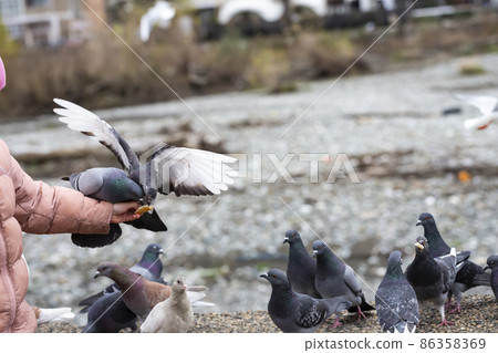 rock pigeon Columba livia eating from child's hand rock pigeon Columba livia eating from child's hand 86358369