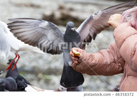rock pigeon Columba livia eating from child's hand rock pigeon Columba livia eating from child's hand 86358372