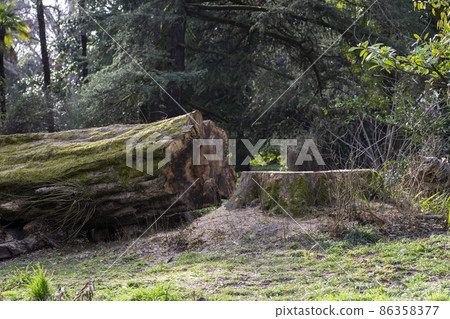 tree stump in the forest next to a felled tree lying on a sunny day tree stump in the forest next to a felled tree lying on a sunny day 86358377