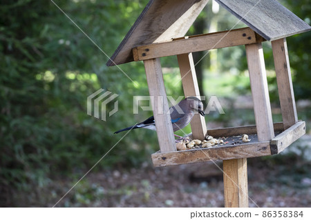 Jay Garrulus glandarius in the nature. A bird with blue wings eats food in a wooden house. 86358384