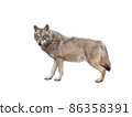 she-wolf isolated on white background 86358391