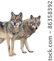 wolf and she-wolf isolated on white background 86358392