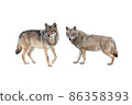 wolf and she-wolf isolated on white background 86358393