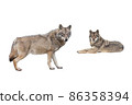 wolf and she-wolf isolated on white background 86358394