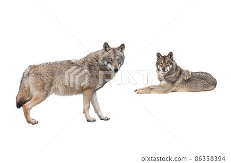 wolf and she-wolf isolated on white background wolf and she-wolf isolated on white background 86358394