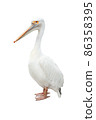 Pelican isolated on white background 86358395