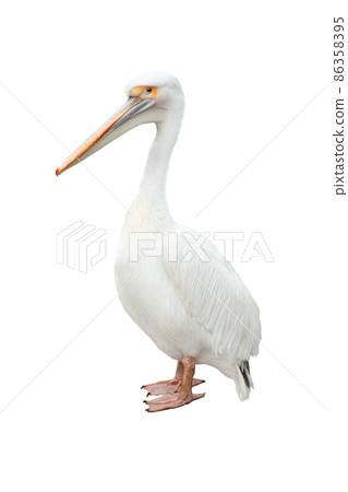 Pelican isolated on white background Pelican isolated on white background 86358395
