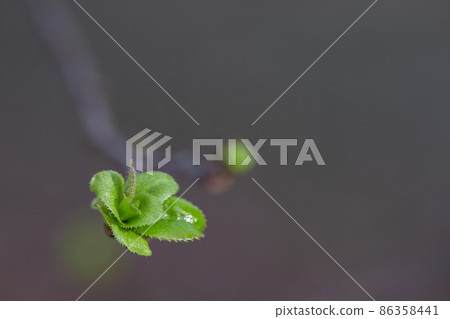 Branches of trees and bushes with buds and first leaves in spring, on a blurry background 86358441