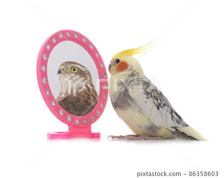 parrot dreaming of becoming an eagle concept shot isolated on white background 86358603