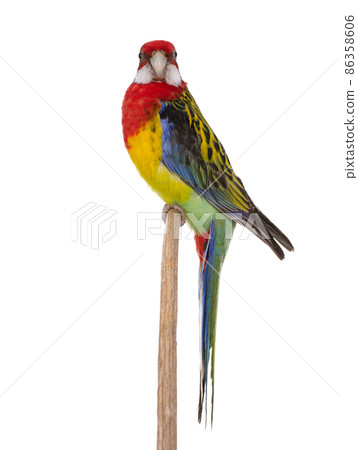 Rosella parrot isolated on white background Rosella parrot isolated on white background 86358606